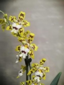 Одонтоглоссум желто-белый орхидея О582 купить в Москве