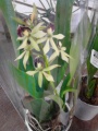 Энциклия орхидея купить в Москве