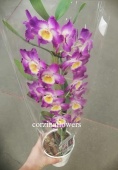 Дендробиум Акатзуки пинк-йеллоу орхидея О304 купить в Москве