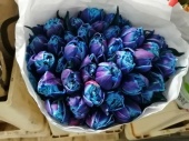 Тюльпан дабл Верф дабл Бабл сине-фиолетовый срезка SR695 купить в Москве