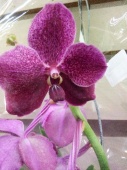 Орхидея Ванда Бордо Махагон подвесная О945 купить в Москве