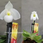 Орхидея Пафиопедилум белый O178 купить в Москве