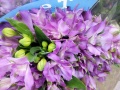 Альстромерия срезанные цветы купить в Москве