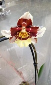 Камбрия гибрид на арке орхидея О868 купить в Москве