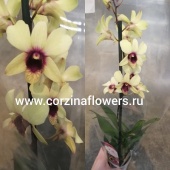 Дендробиум Санок Банана Шоколад орхидея О204 купить в Москве