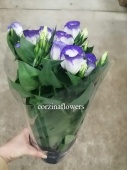 Эустома бело-фиолетовая в горшке OG654 купить в Москве