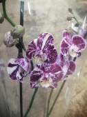 Фаленопсис шоколад гибрид орхидея О506 купить в Москве