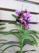Орхидея Ванда розово-бордовая подвесная О1087 купить в Москве