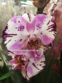 Орхидея фаленопсис Мэджик арт О71 купить в Москве