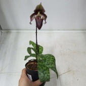 Пафиопедилум Куртисии орхидея O947 купить в Москве