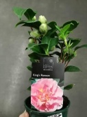 Камелия розовая Кингс Рамсон в горшке DZ540 купить в Москве