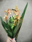 Орхидея Камбрия Висньюс на арке О577 купить в Москве