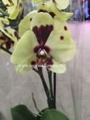 Орхидея Фаленопсис желтый с бордовым гибрид 148 О148 купить в Москве