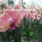 Орхидея Фаленопсис Пирате Пикоти О57 купить в Москве