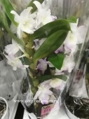 Орхидея дендробиум бело-розовый 30-35 см О9 купить в Москве