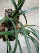Максилярия черная (black) орхидея О649 купить в Москве