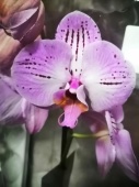 Фаленопсис гибрид орхидея О542 купить в Москве