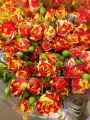 Кустовые розы срезка купить в Москве