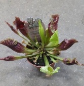 Саррацения Леукофилла хищное растение KR3340 купить в Москве