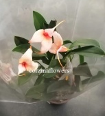 Масдеваллия розово-оранжевая орхидея О239 купить в Москве