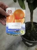 Цитрус апельсин Мела роса в горшке KR3240 купить в Москве