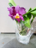 Орхидея Каттлея фиолетовая О919 купить в Москве