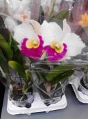 Каттлея бело-малиновая орхидея О511 купить в Москве