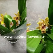 Орхидея Зигопеталум Тайгер Голд О32 купить в Москве
