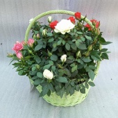 Розы горшечные в Зеленой корзине подарочные KM1030 купить в Москве
