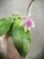 Орхидея Виолоцея купить в Москве