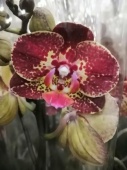 Фаленопсис Азиан Драгон орхидея О789 купить в Москве