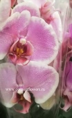 Орхидея Фаленопсис Адам О121 купить в Москве