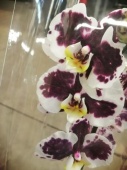Фаленопсис гибрид орхидея О754 купить в Москве