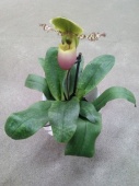 Орхидея Пафиопедилум розовый Пиноккио O30 купить в Москве
