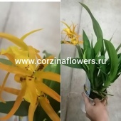 Орхидея Брассия Саммер Дрим оранж О52 купить в Москве