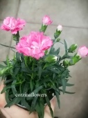 Гвоздика (диантус) розовая в горшке OG845 купить в Москве
