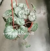 Саксифрага (Камнеломка) плетеносная подвесная KR1102 купить в Москве