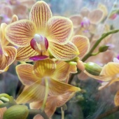 Фаленопсис мультифлора Голден Стаф орхидея О1008 купить в Москве
