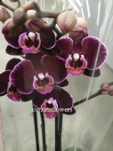 Фаленопсис Элеганс Дебора орхидея О420 купить в Москве