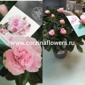 Азалия розовидная Айко светло-розовая DZ232 купить в Москве