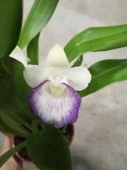 Кохлеантес бело-фиолетовый орхидея О680 купить в Москве