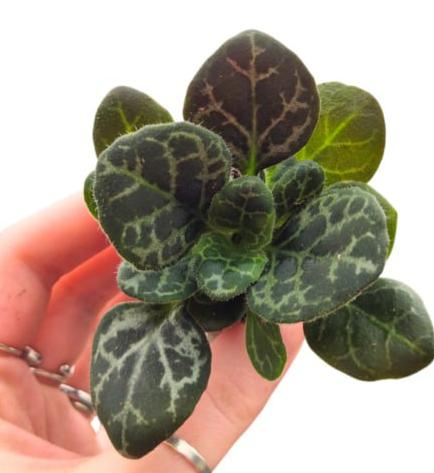 Примулина Юнгфуенсис DZ1007 Примулина Юнгфуенсис DZ1007 купить в Москве