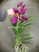 Ванда темно-розовая подвесная орхидея О437 купить в Москве