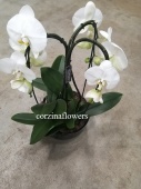 Фаленопсис Токио в кашпо Корона орхидея KM474 купить в Москве
