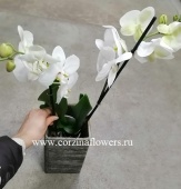 Фаленопсис белый в кашпо WOOD 70-80 см KM139 купить в Москве