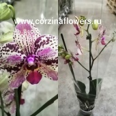 Орхидея Фаленопсис Фронтера О105 купить в Москве