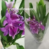 Беаллара фиолетовая орхидея О291 купить в Москве