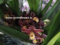 Орхидея Цимбидиум Король Орхидей купить в Москве