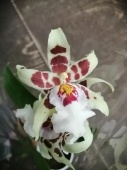 Беаллара Тахома Глэсир Грин орхидея О642 купить в Москве