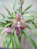 Цимбидиум choko орхидея О608 купить в Москве